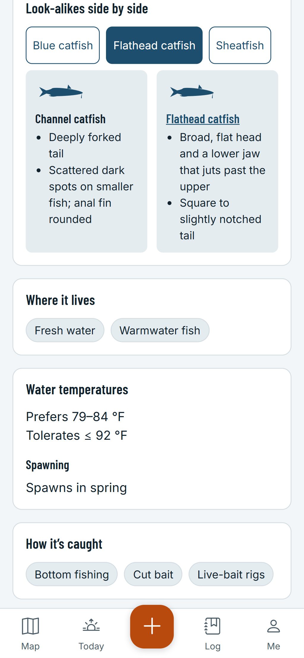 The species guide on a phone: a channel catfish and a flathead catfish side by side, with the marks that tell them apart.